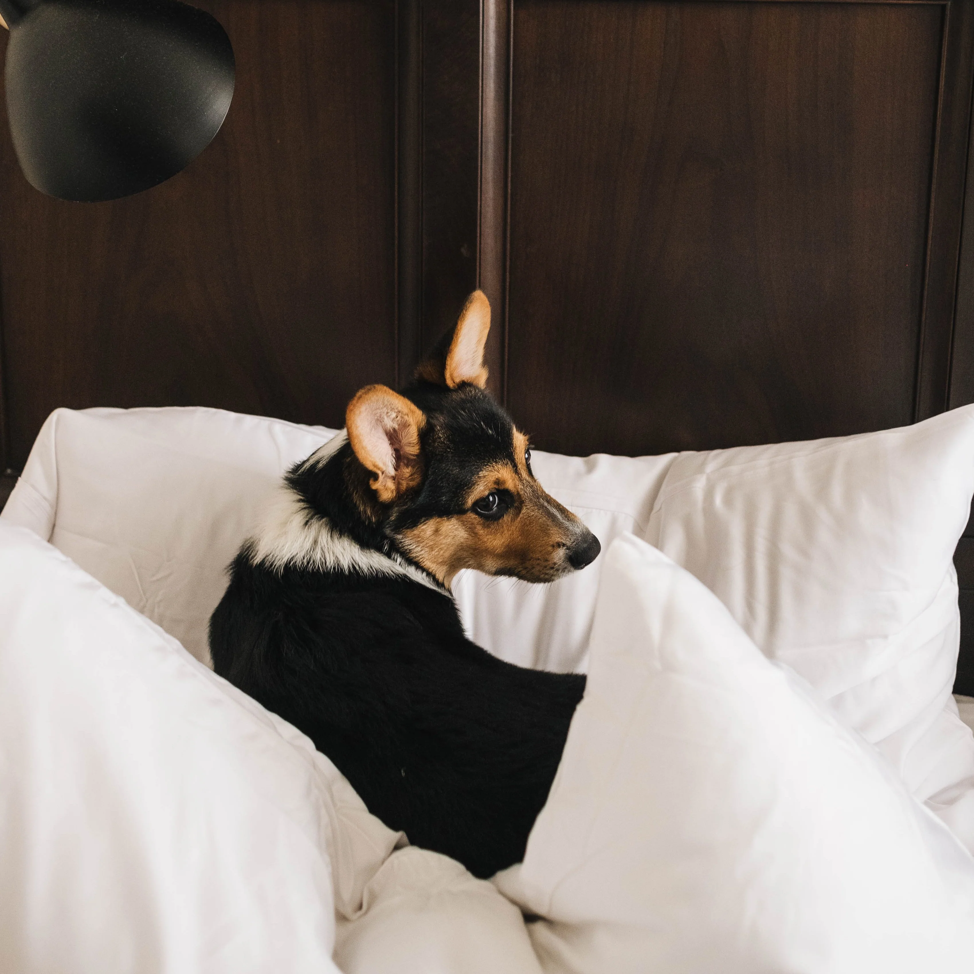 Eucalypso Silky Pillowcase Set (2) - Image 4